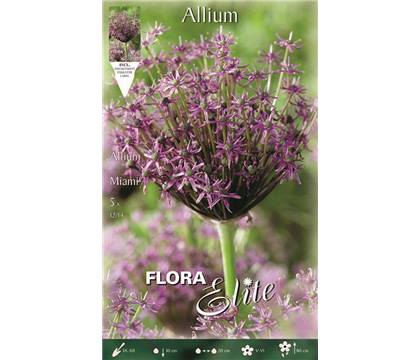 Allium 'Miami'