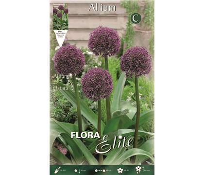 Allium 'Ostara' 