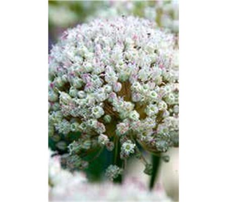 Allium ampeloprasum