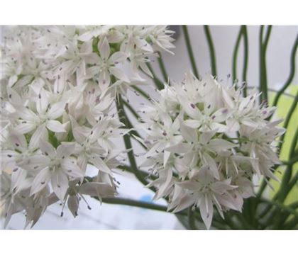 Allium amplectens 'Graceful Beauty'