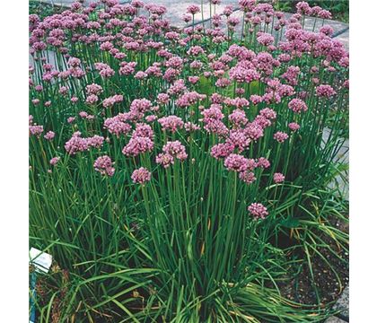 Allium angulosum