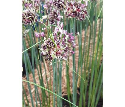 Allium Art