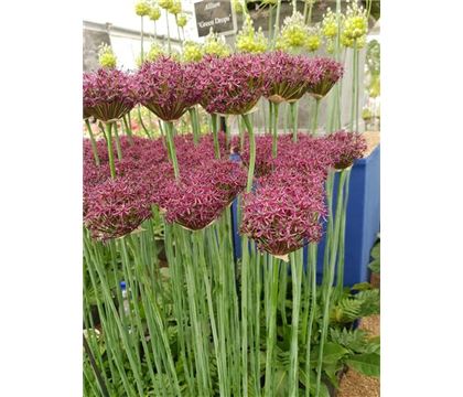 Allium atropurpureum