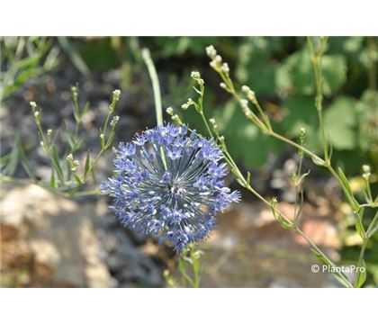 Allium caeruleum (azureum)