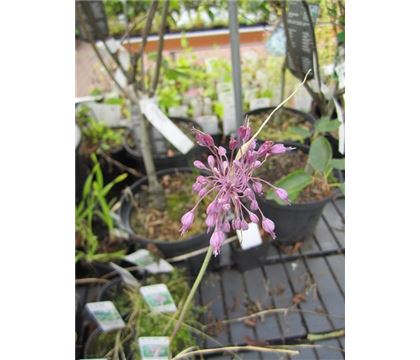 Allium carinatum ssp. pulchellum