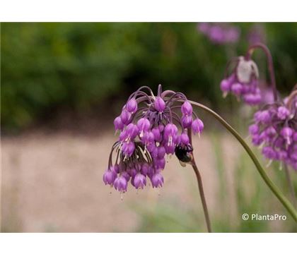 Allium cernuum