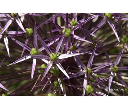 Allium christophii (albopilosum)