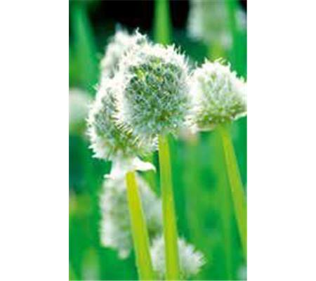Allium fistulosum