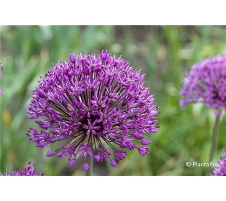 Allium giganteum  Allium giganteum