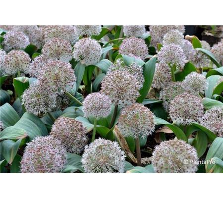 Allium karataviense 