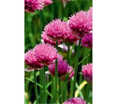 Allium schoenoprasum 'Forescate'