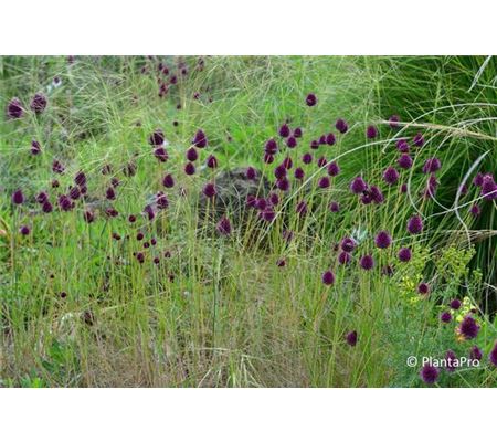 Allium sphaerocephalon 