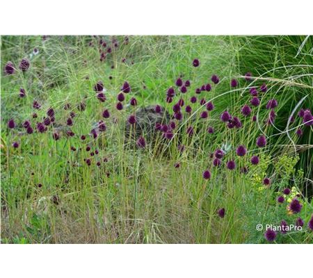 Allium sphaerocephalon 
