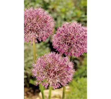 Allium stipitatum