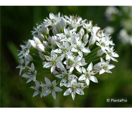 Allium tuberosum