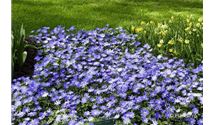 Strahlenanemone