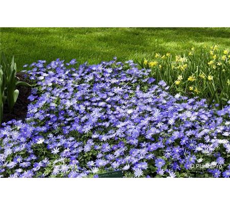 Anemone blanda 'Blue Shades' 