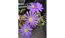 Strahlenanemone