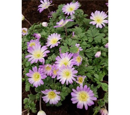 Anemone blanda 'Charmer'