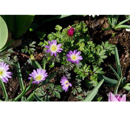 Anemone blanda 'Pink Star'