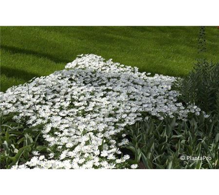 Anemone blanda 'White Splendour'