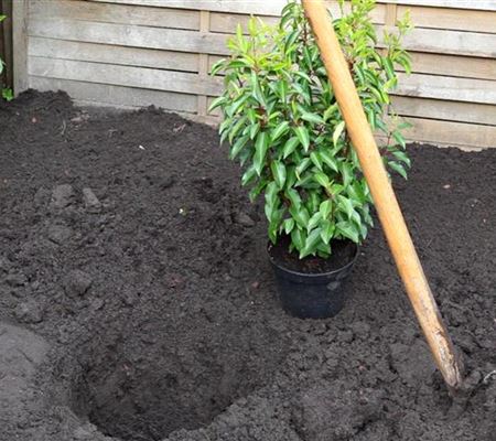 Portugiesische Kirschlorbeer - Einpflanzen im Garten
