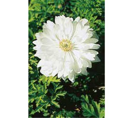 Anemone coronaria 'Mount Everest'