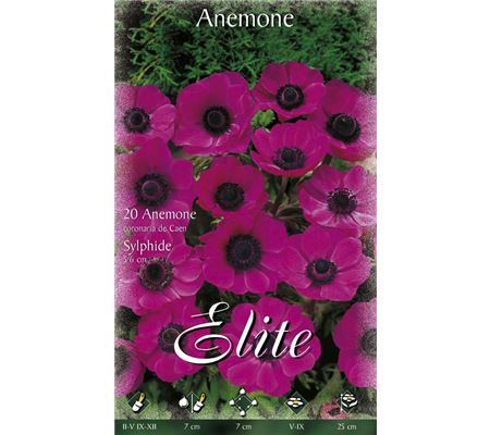 Anemone coronaria 'Sylphide'