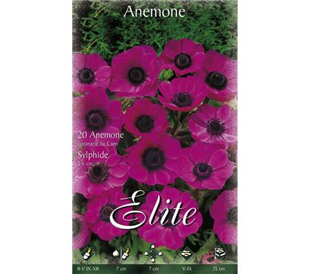 Anemone coronaria 'Sylphide'