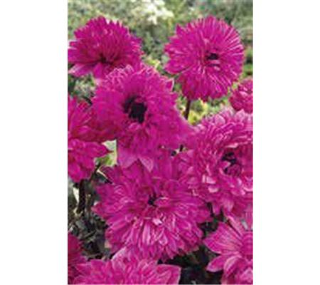 Anemone coronaria 'The Admiral'