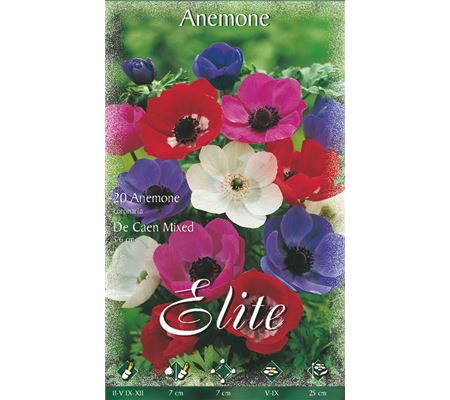 Anemone coronaria de Caen Mischung