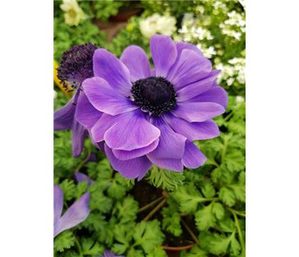Anemone De Caen 'Mr. Fokker'