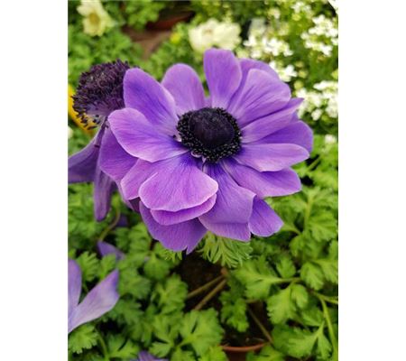 Anemone De Caen 'Mr. Fokker'