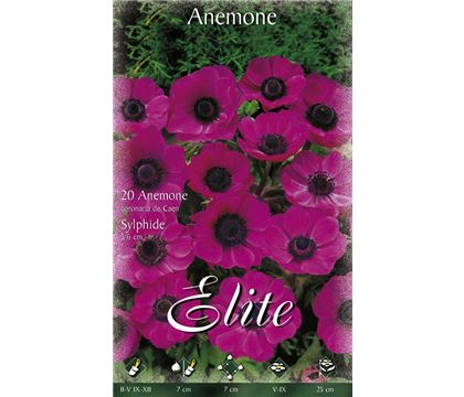 Anemone De Caen 'Sylphide'