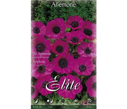 Anemone De Caen 'Sylphide'