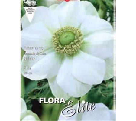 Anemone De Caen 'The Bride'