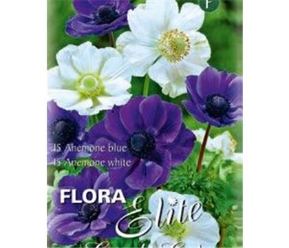 Anemone De Caen blau und weiss