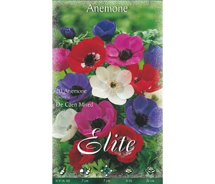Anemone De Caen Mischung