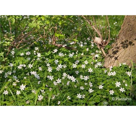 Anemone nemorosa