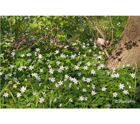 Anemone nemorosa