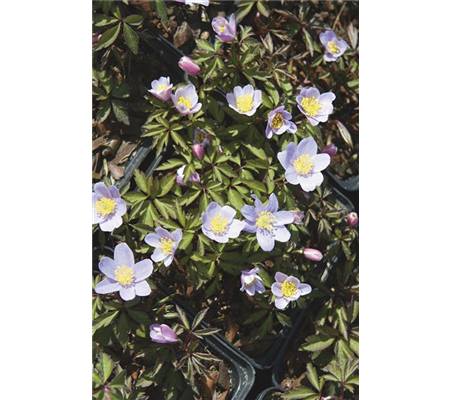 Anemone nemorosa 'Robinsoniana'