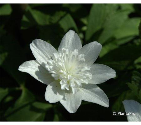 Anemone nemorosa 'Vestal'