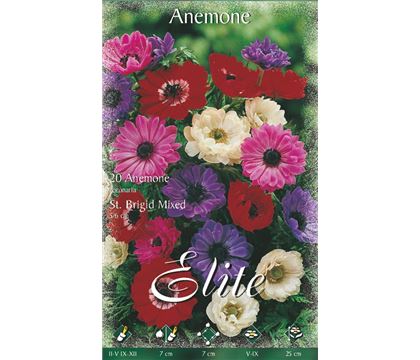 Anemone St. Brigid Mischung
