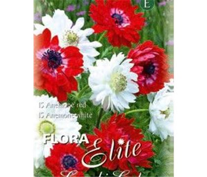 Anemone St. Brigid rot und weiss