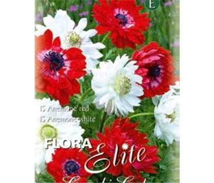 Anemone St. Brigid rot und weiss