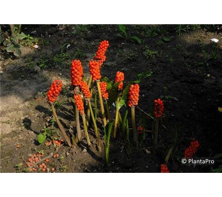 Arum italicum 