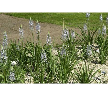 Camassia cusickii
