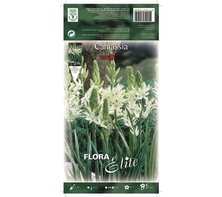 Camassia leichtlinii 'Alba'  Camassia leichtlinii 'Alba'