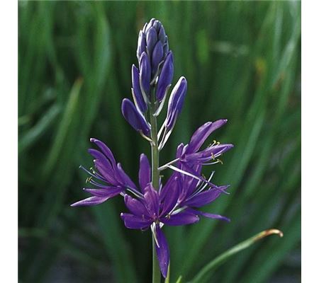 Camassia quamash Camassia quamash