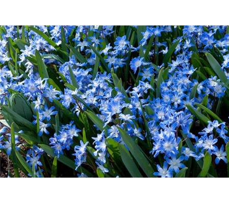 Chionodoxa forbesii